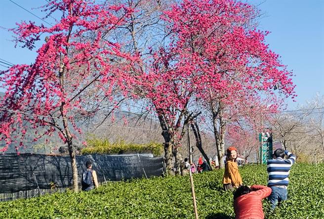 信义乡草坪头茶园，已成为赏樱胜地。（廖志晃摄）