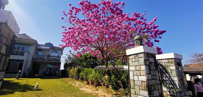 台南市将军区南27线木棉花道一处民宅前红花风铃木满开。(刘秀芬摄)