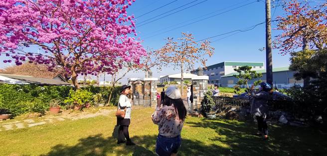 台南市将军区南27线木棉花道一处民宅前红花风铃木满开。(刘秀芬摄)