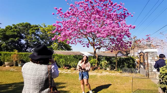 台南市将军区南27线木棉花道一处民宅前红花风铃木满开。(刘秀芬摄)