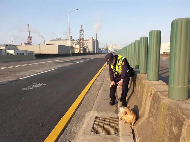 桃园市一只小黄狗11日下午误闯台61线高架道路，在车阵中穿梭险象环生，大园警方获报后赶往现场。(警方提供)