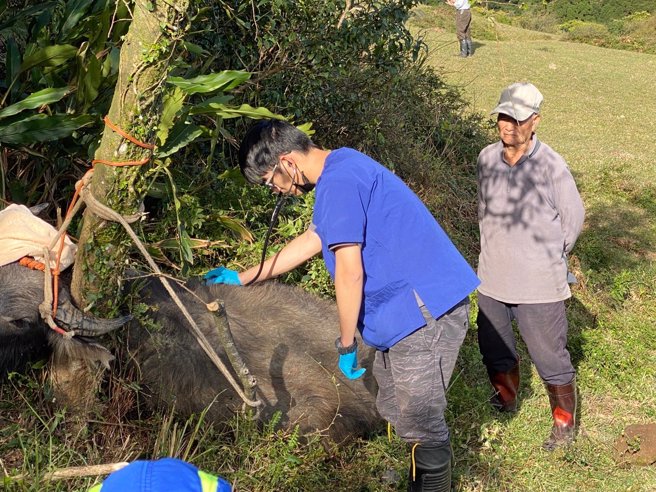近日管理處又在石梯嶺步道發現有水牛的鼻子上遭人用弓箭射傷，對方疑似是拿十字弓從遠處攻擊，所幸獸醫與動保處、警方隔天即找到受傷水牛。（翻攝自陽明山國家公園臉書）