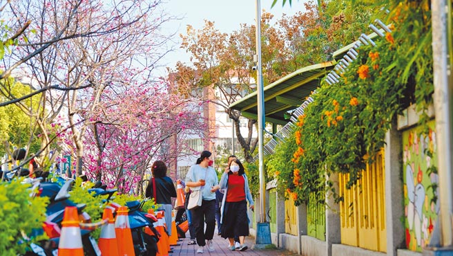 台中市北屯区「平昌樱花祭」即日起至20日浪漫登场，民眾可在文昌国小旁欣赏到近30棵八重樱及富士樱盛开的璀璨美景。（张妍溱摄）