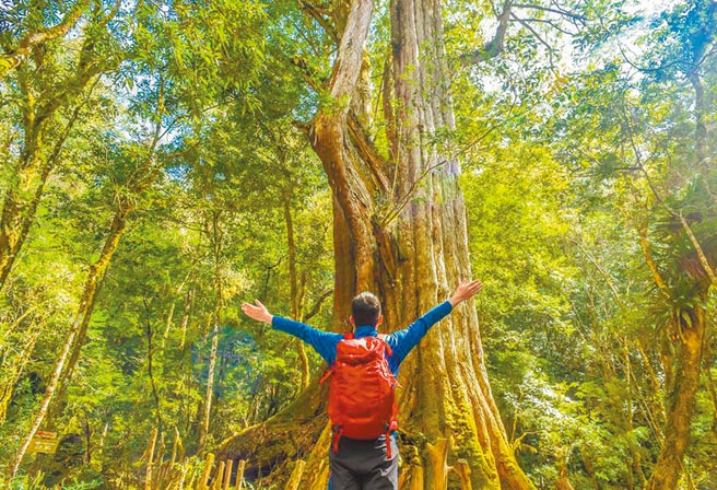 奥丁丁体验热销TOP5，司马库斯与镇西堡神木。（奥丁丁提供）