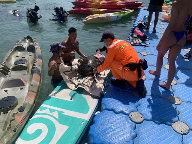 海龟背部受伤，交通船业者与海巡协力抢救。(海巡提供)