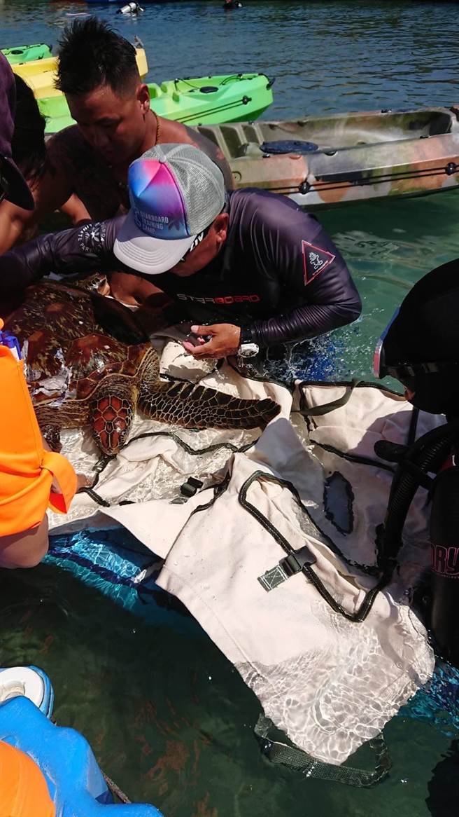 海龟背部受伤，交通船业者与海巡协力抢救。(海巡提供)