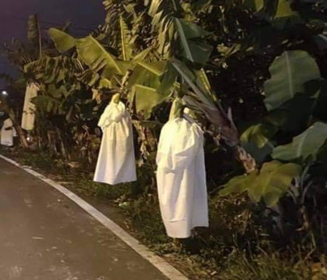 宜兰的蕉农冬季时，会在香蕉外头罩上白布御寒，但景象犹如一整排白色幽灵，意外引起网友讨论。（翻摄自脸书社团《爆废公社》）