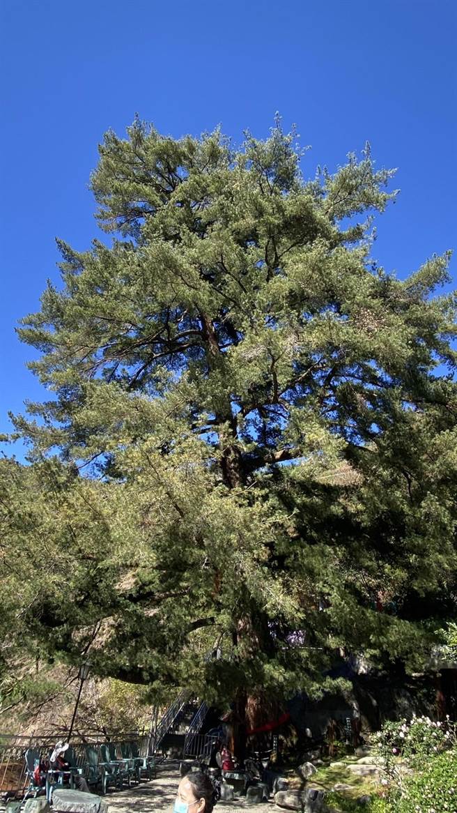 神木谷飯店擁有全東南亞最大及壽齡最長的五葉松神木，樹圍需6人以上才能環抱，樹高約36公尺、約12層樓。（王文吉攝）