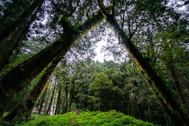 佛里曾二度來台採集植物，阿里山也留有佛里的足跡。（林旻萱攝）