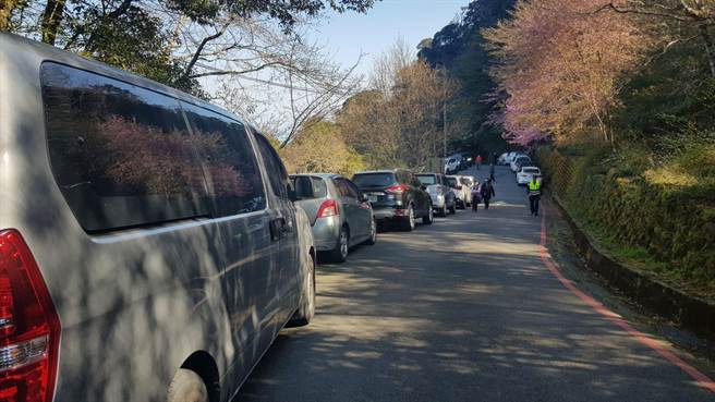 今天天气晴朗，许多民眾上山赏花，赏樱车潮绵延数公里。（雪管处提供／李京升苗栗传真）