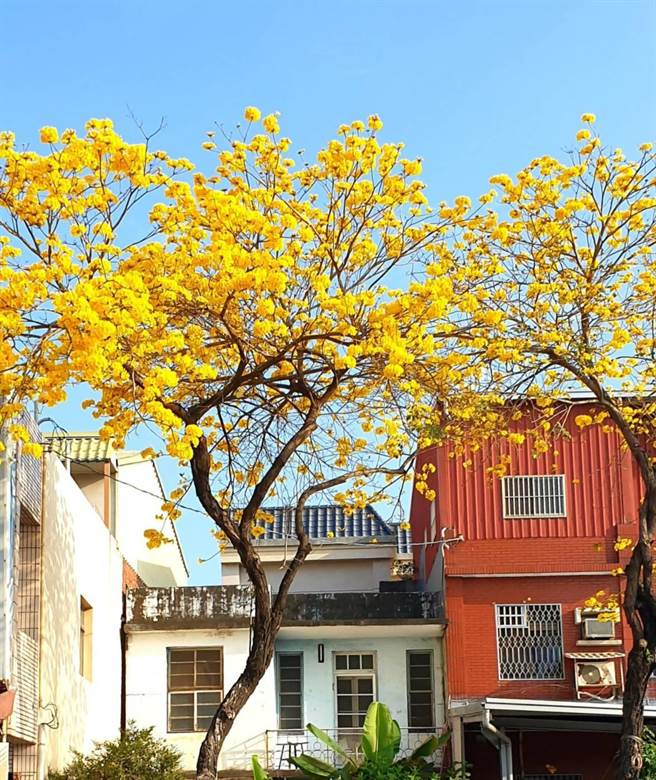 溪州乡水尾村侨义国小校门前知名的台一线黄金大道，目前黄金风铃木正盛开，美不胜收。（黄仲平提供／谢琼云彰化传真）