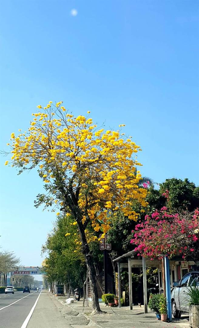 溪州乡水尾村侨义国小校门前知名的台一线黄金大道，目前黄金风铃木正盛开，美不胜收。（黄仲平提供／谢琼云彰化传真）