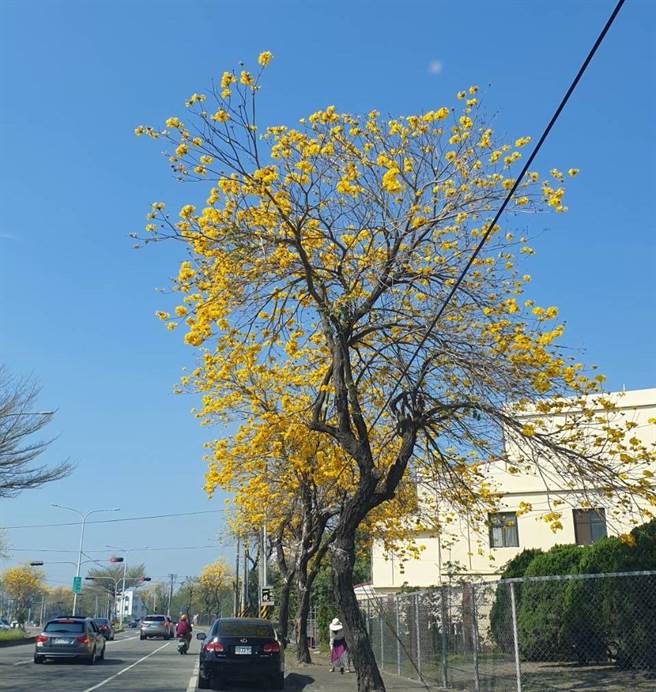 溪州乡水尾村侨义国小校门前知名的台一线黄金大道，目前黄金风铃木正盛开，美不胜收。（黄仲平提供／谢琼云彰化传真）