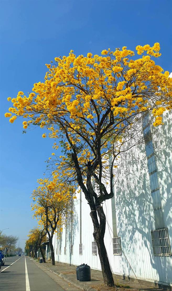 溪州乡水尾村侨义国小校门前知名的台一线黄金大道，目前黄金风铃木正盛开，美不胜收。（黄仲平提供／谢琼云彰化传真）