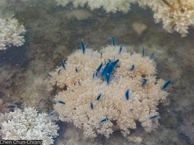 倒立水母在水中飄舞。（林園愛鄉協會提供／洪靖宜高雄傳真）