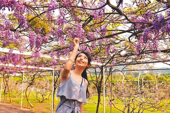 福容淡水渔码店推出「春游淡水新花漾」住房专案，春日赏浪漫紫藤花，春游淡水美不胜收。图／福容大饭店提供