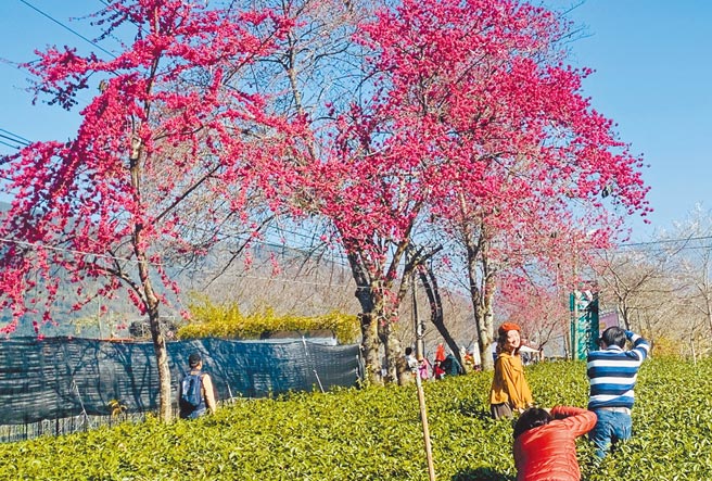 信义乡草坪头茶园，已成为赏樱胜地。（廖志晃摄）