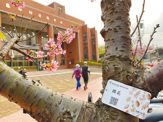 桃园市工务局费时3年完成全桃园超过11.4万株的行道树普查，也帮6.5万株路树「挂牌」，希望让市民认识、亲近树种。（蔡依珍摄）