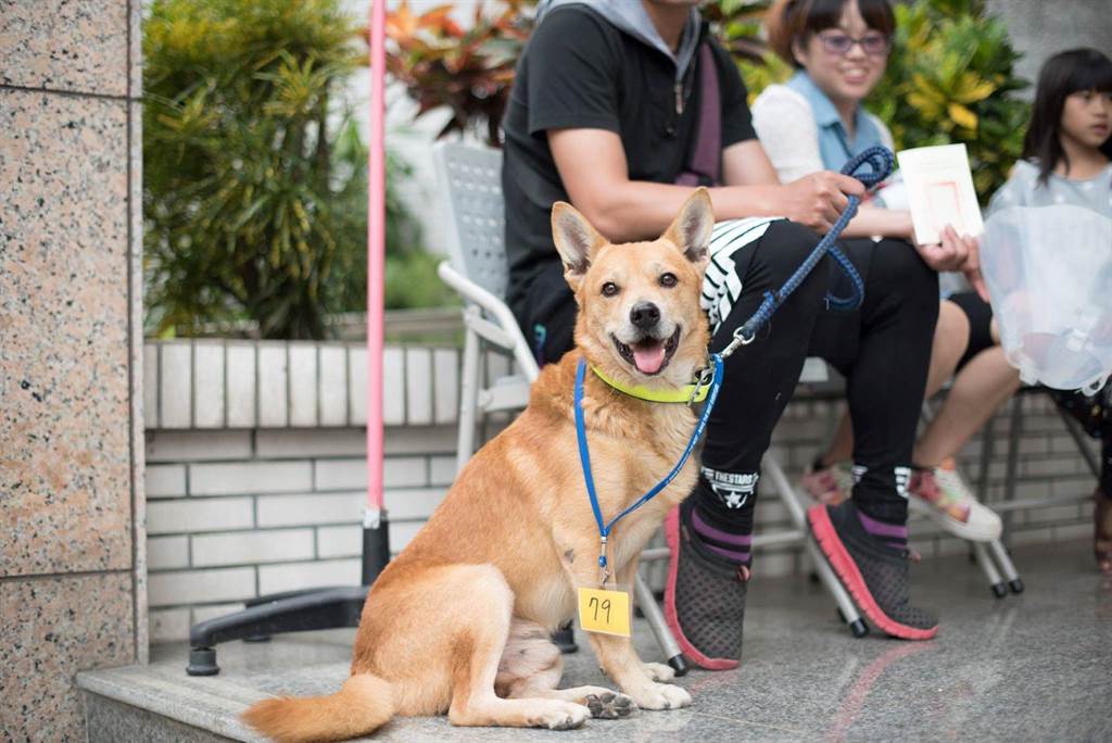 台灣之心愛護動物協會呼籲當地民眾把握機會報名，避免母犬貓發情、繁殖，產生流浪犬貓問題。（台灣之心愛護動物協會提供）
