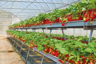 桃園農改場輔導高架栽培 草莓增產1.5倍