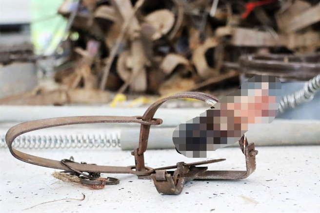嘉義縣家畜疾病防治所查獲的捕獸鋏仍遺留殘肢、斷骨。（呂妍庭攝）