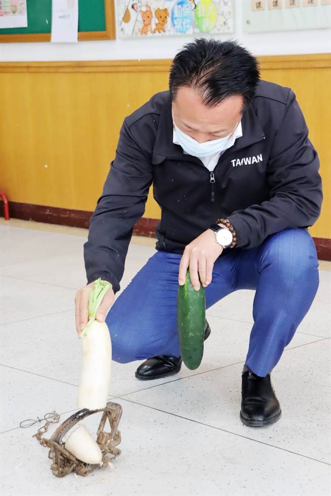 嘉義縣長翁章梁以黃瓜、白蘿蔔體驗捕獸鋏驚人殺傷力，並呼籲民眾如發現獸鋏應立即通報家畜所，不要讓動物變身心障礙者。（呂妍庭攝）