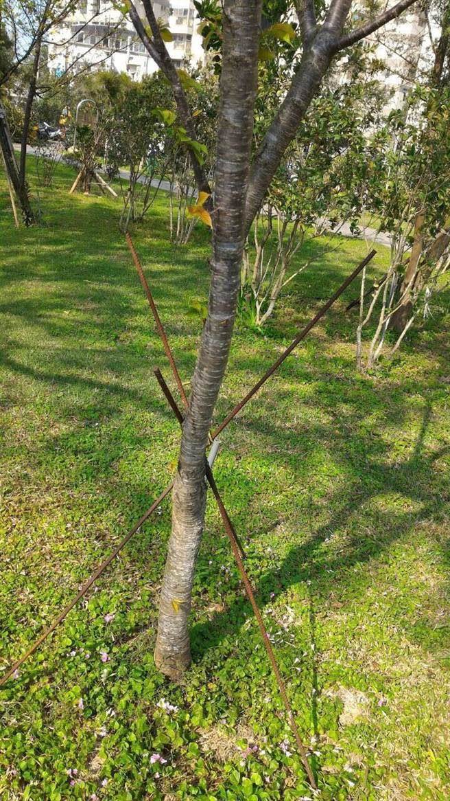 台中市西屯区福瑞公园的樱花树，2016年间曾以3根钢筋支撑，其中2根钢筋长度较高，另1根高度不到100公尺，刺伤黄同学的右眼。（资料照／卢金足台中传真）