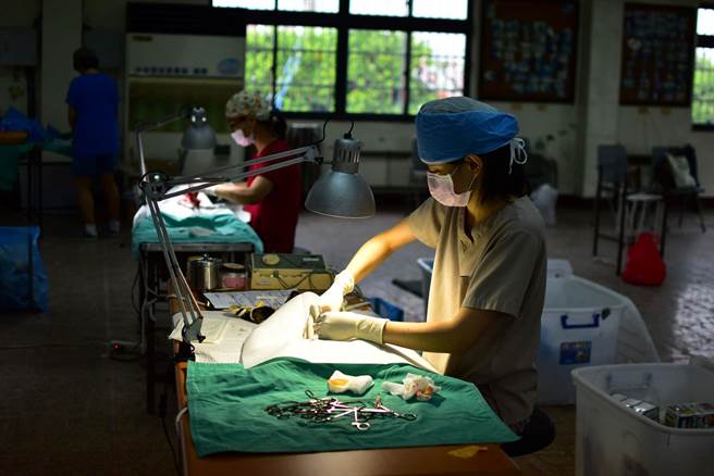 台湾之心爱护动物协会将偕同五名兽医师及志工团队前往，预计可为270只母犬猫绝育。（台湾之心爱护动物协会提供）