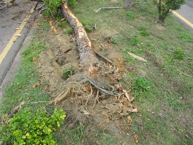 沙鹿区向上路今天发生营大货车停车未拉手煞车，撞击到分隔岛后方停止，造成分隔岛及路树毁损。(民眾提供)