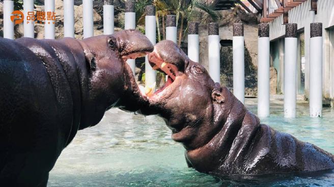 品觀點｜誰是你的動物系情人？壽山動物園感情世界大揭密（圖/品觀點提供）