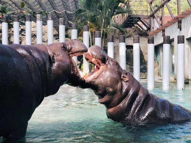 高雄寿山动物园侏儒河马秋吉（左）与春圆一见锺情，成为佳话。（寿山动物园提供／柯宗纬高雄传真）