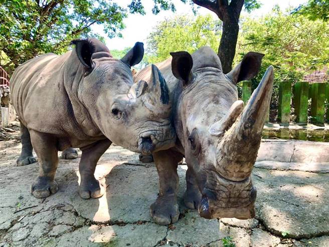 高雄寿山动物园的白犀牛犀奇（左）和大牠25岁的宝宝陷入苦恋，仍等待爱情萌芽的那一天到来。（寿山动物园提供／柯宗纬高雄传真）