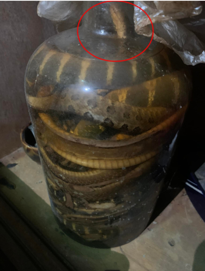 靠近瓶口处，还有一条蛇疑似探出头来呼吸。(图/截自爆废公社)