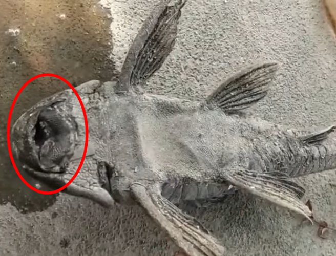 一名大陆男子遇到垃圾鱼「石化」，他剥下其尾巴后，翻鱼身朝口浇水，鱼竟奇蹟似的动起来。（翻摄自爆废公社）