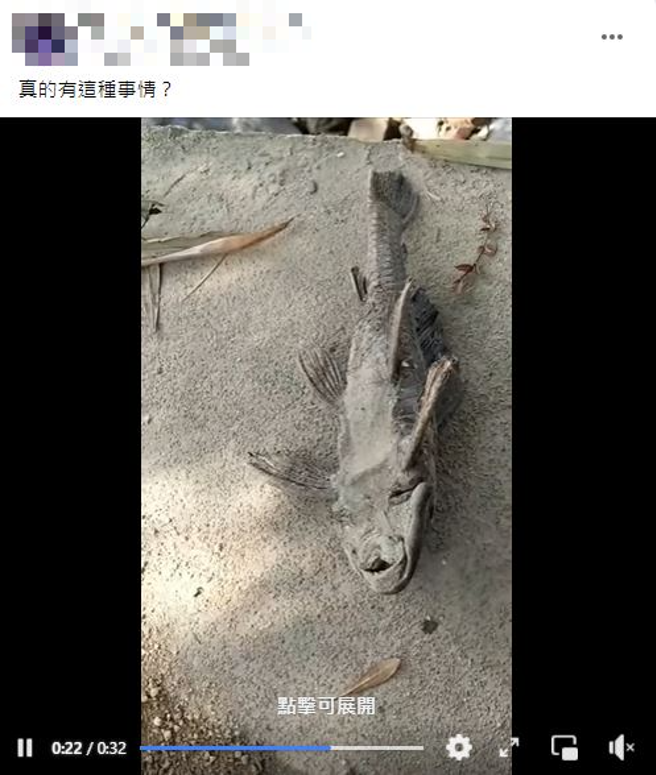 一名大陆男子遇到垃圾鱼「石化」，他剥下其尾巴后，翻鱼身朝口浇水，鱼竟奇蹟似的动起来。（翻摄自爆废公社）