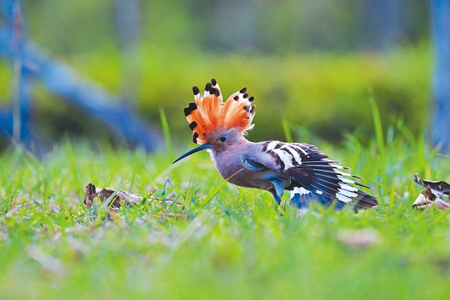 台东森林公园出现1只罕见鸟「戴胜」，羽冠张开时有如印第安酋长华丽的头饰。（庄哲权摄）