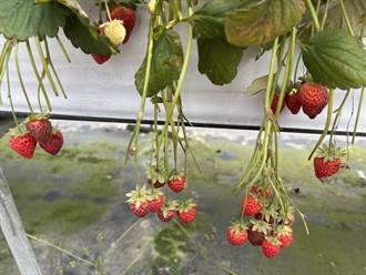 寒流釀草莓農損嚴重 中市今起受理申請天然災害現金救助