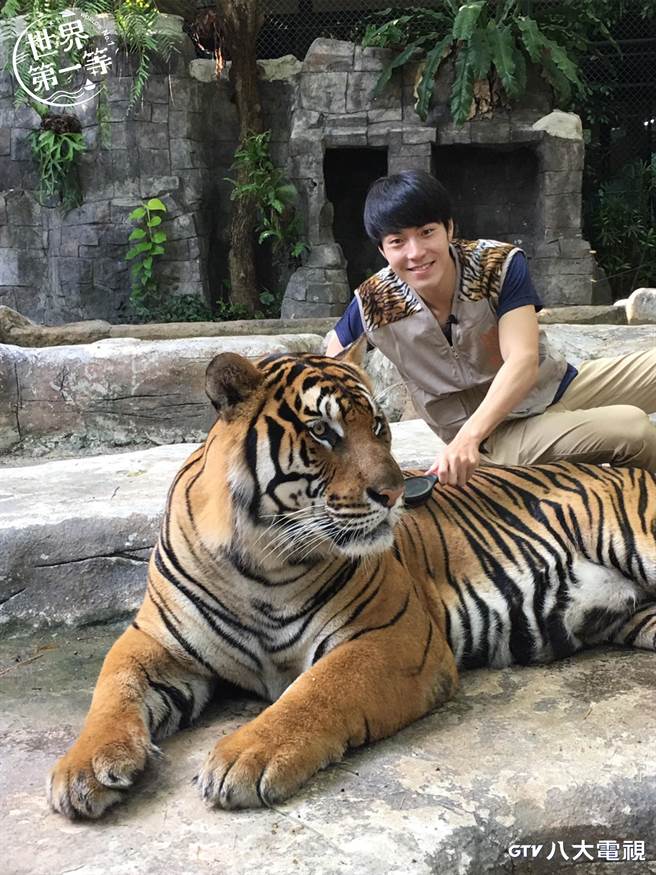 唐振刚表示躺在白老虎身上其实挺舒服的。（LiTV、GTV提供）