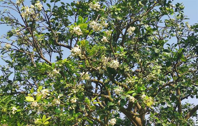春日来临，3月的台南麻豆柚花满城飘香。（刘秀芬摄）