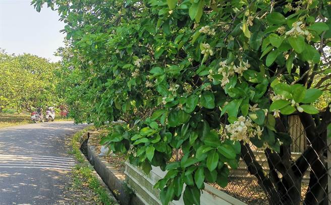春日来临，3月的台南麻豆柚花满城飘香。（刘秀芬摄）