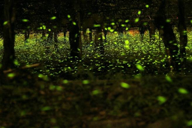 「2022螢光遊戲—螢向那瑪夏」活動，規畫3條賞螢步道，各步道同時段最多容留2000人。（高市原民會提供）