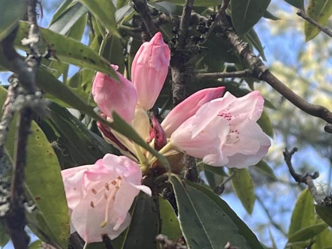 古坑乡樟湖生态国中小校长陈清圳上周到玉山国家公园参加工作坊，惊喜发现去年不怎么开的玉山杜鹃，今年提早半个月到一个月开。（陈清圳提供）