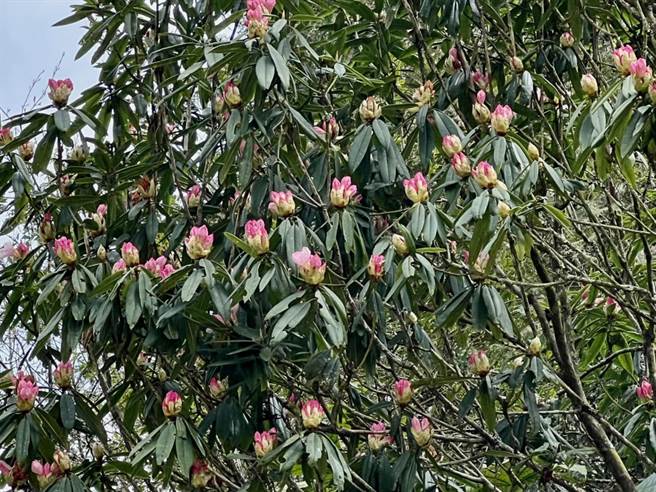 今年玉山杜鹃的花苞密集。（陈清圳提供）