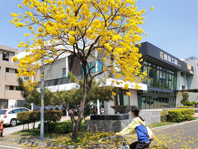 斗六市棒球场区域的黄花风铃木盛开，每天都很多人拍照。（周丽兰摄）