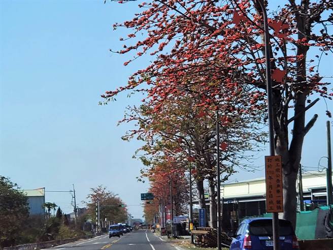 云林县西螺镇往虎尾镇的县道145上的木棉花盛开中。（周丽兰摄）