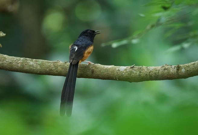 俗称「长尾四喜」的外来种鸟类、白腰鹊鸲近年在花莲市美崙山筑巢繁殖，本土鸟类生存空间恐遭迫害，因此县府将委托专家学者诱捕、持续追踪，并透过驻点生态解说，引导民眾省思外来种的相关议题。（何瑞旸提供／罗亦晽花莲传真）