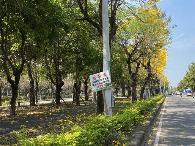 嘉義市環保局在世賢路旁插上「小心落葉防滑倒」告示牌。（廖素慧攝）