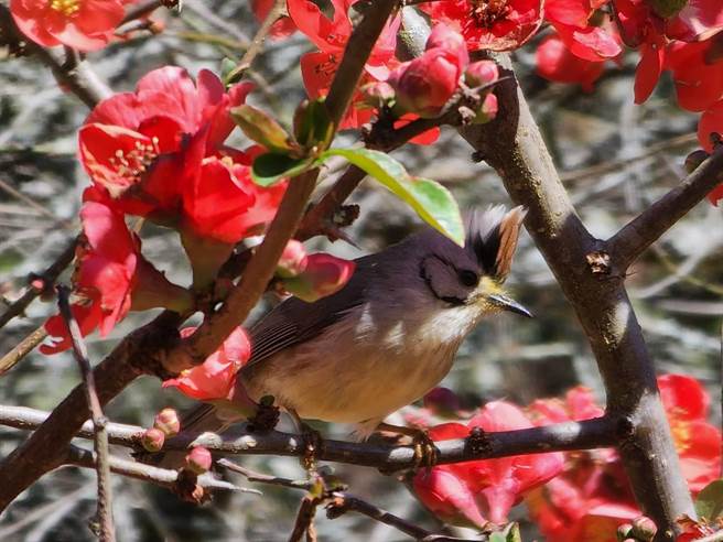 台湾特有种冠羽画眉啜饮刺梅花蜜，悠游花丛间好不快活。(武陵农场提供)