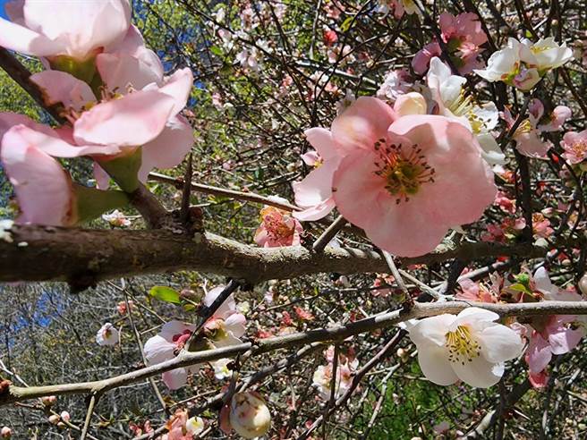 武陵农场红粉樱花已落幕，台湾少有的刺梅目前绽放中。(武陵农场提供)
