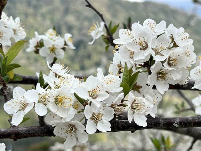 武陵农场的李花逐渐绽放，吸引许多游客上山大饱眼福。(武陵农场提供)